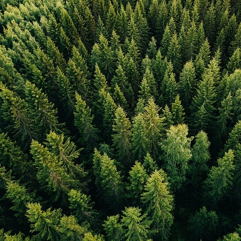 Pine tree forest