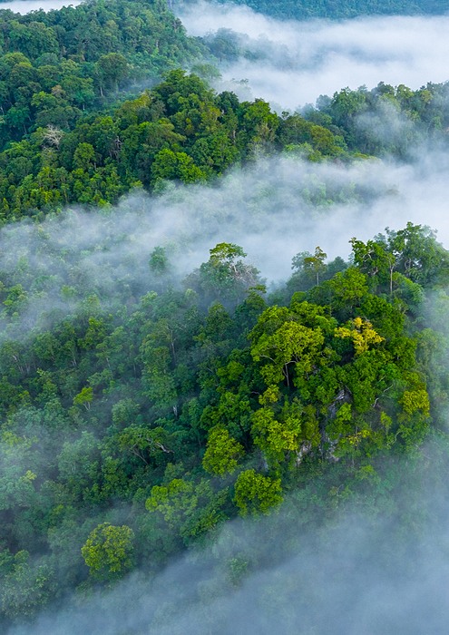 fog covered forest hills