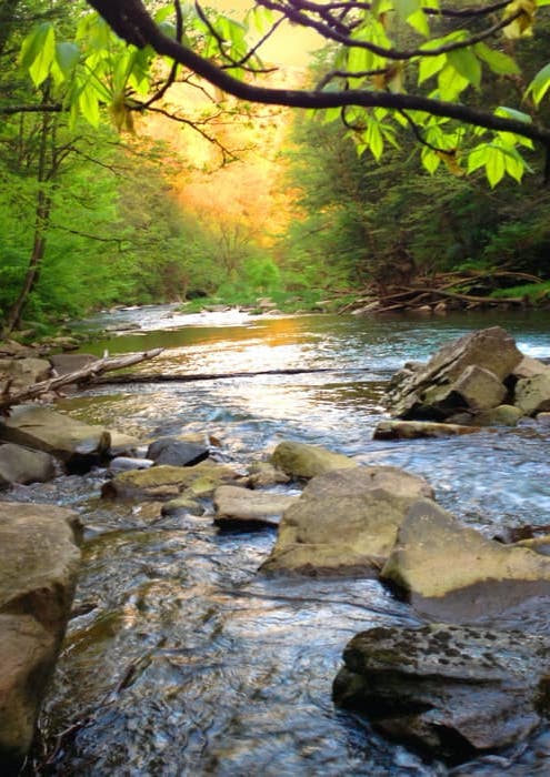 forest stream