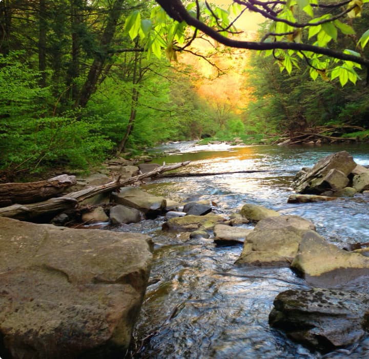 River rocks and trees