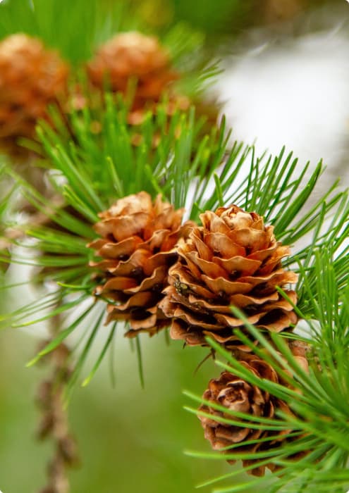 pinecones on branch