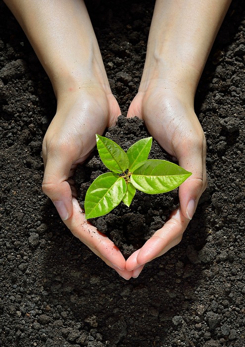 hands soil and seedling