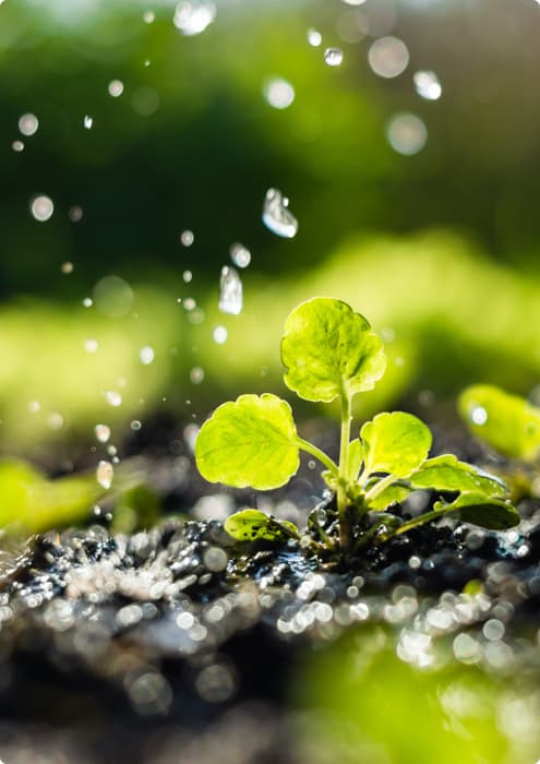 young plant with water dripping on it