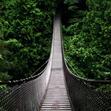 bridge in wooded area