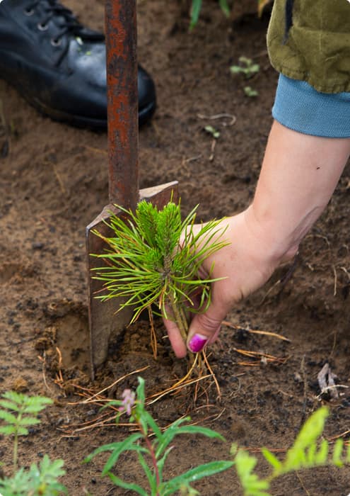 planting a new tree